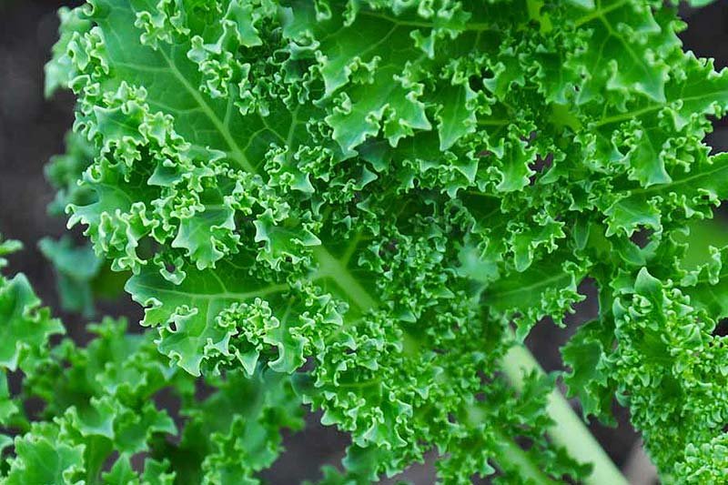 9 Reasons to Make Kale a Kitchen Staple, kale in chinese, how to eat kale, kale vs spinach, kale benefits for skin, benefits of spinach, what does kale taste like, kale fiber, kale juice, how to eat kale to lose weight, how to prepare kale chips, best way to eat kale for nutrients, can you eat kale raw like lettuce, how to use kale in smoothies, can you eat kale raw in a smoothie, can you eat spinach raw, can you eat kale stems,