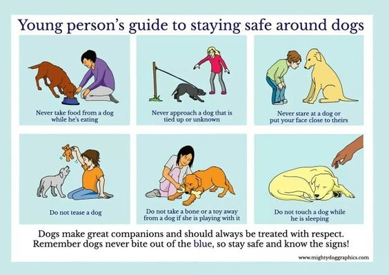 How to keep your kids safe around animals