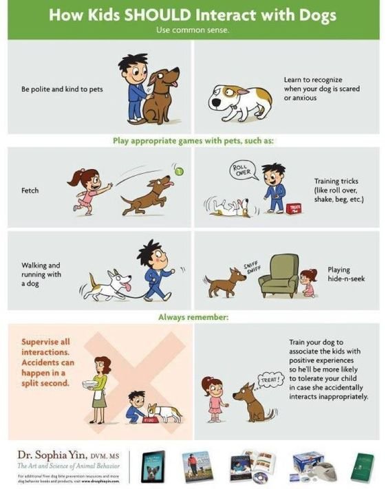 How to keep your kids safe around animals