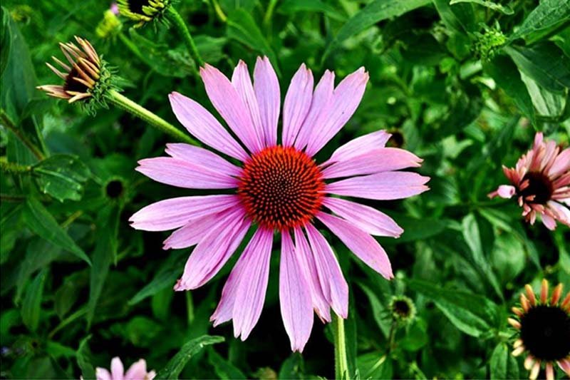 Echinacea