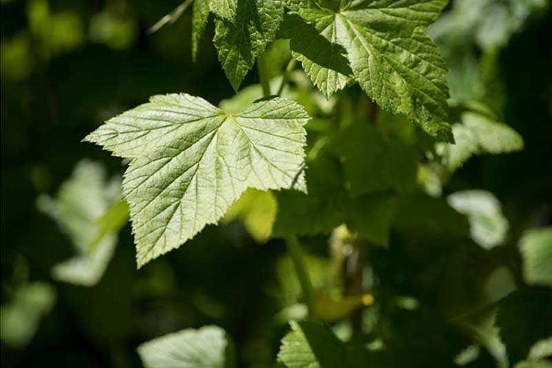 Goldenseal