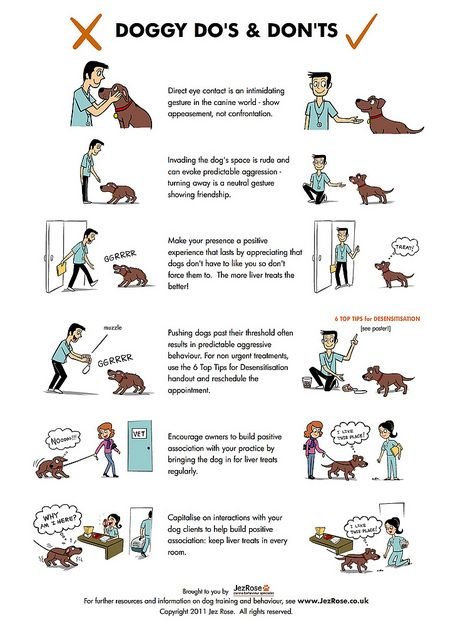 How to keep your kids safe around animals