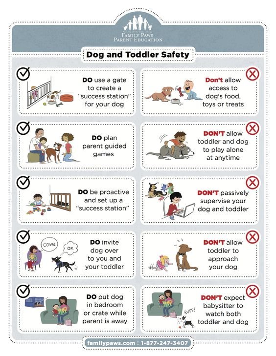 How to keep your kids safe around animals