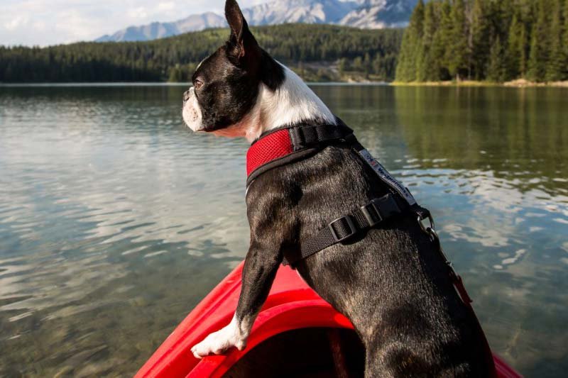 Kayaking with Dog