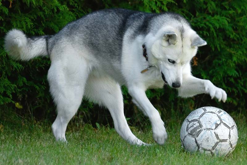 Soccer with Dog