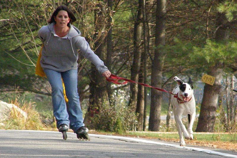 Workout with your Dog