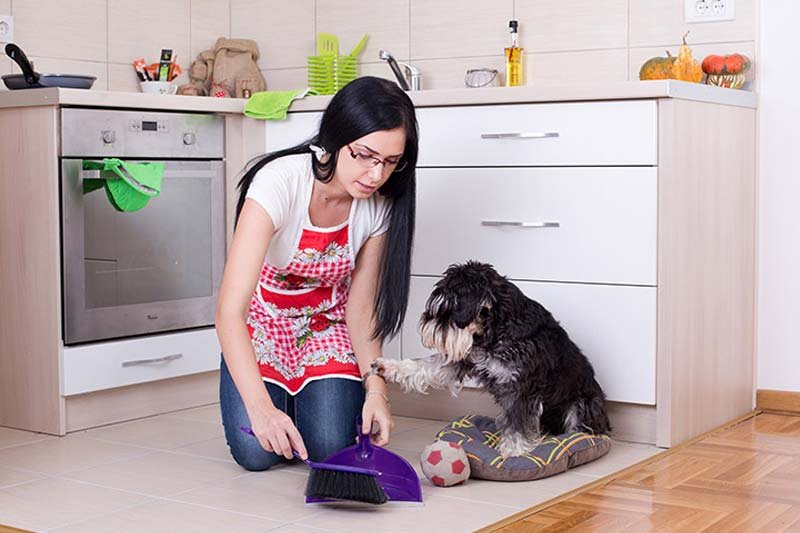10 Tips to Keep Your House Clean While Having a Dog, keeping house clean with german shepherd, how to keep house from smelling like dog, how to keep a house clean and organized, electrostatic mop dog hair, spotless paw glove, how to keep house clean with cats, how to keep a big dog clean, what do you do to keep the pet clean,