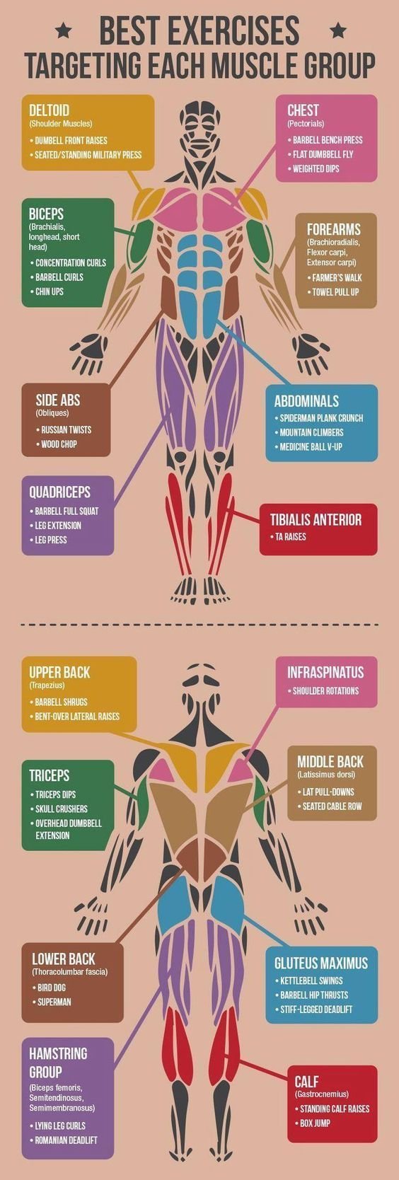 Three best muscle group combinations to workout together ...