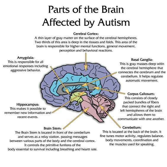 Diagnosing Adults with Autism Spectrum Disorder