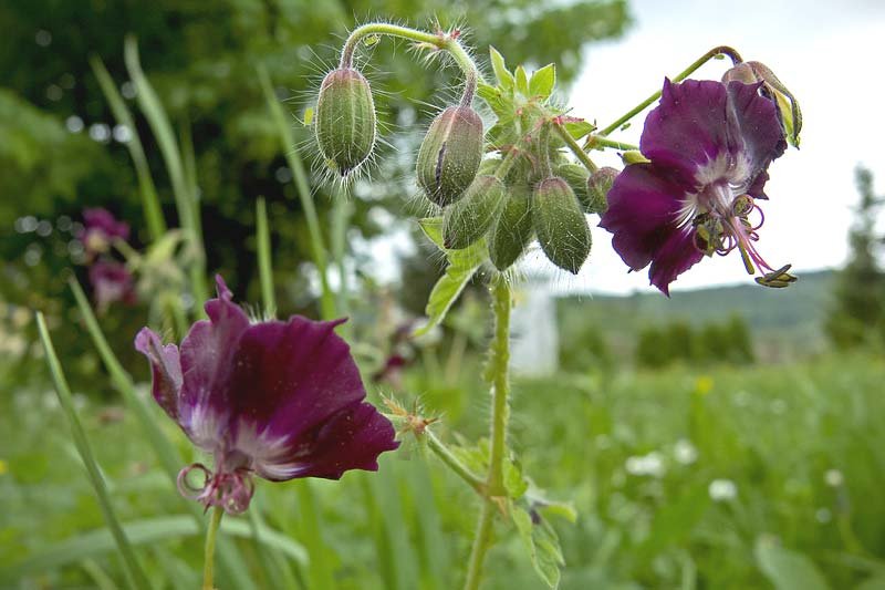 Dusky Widow