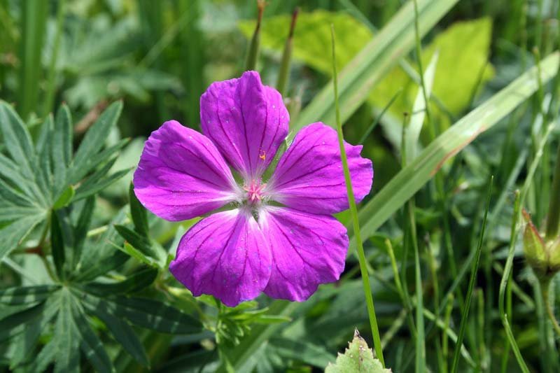 Geranium Cranesbill