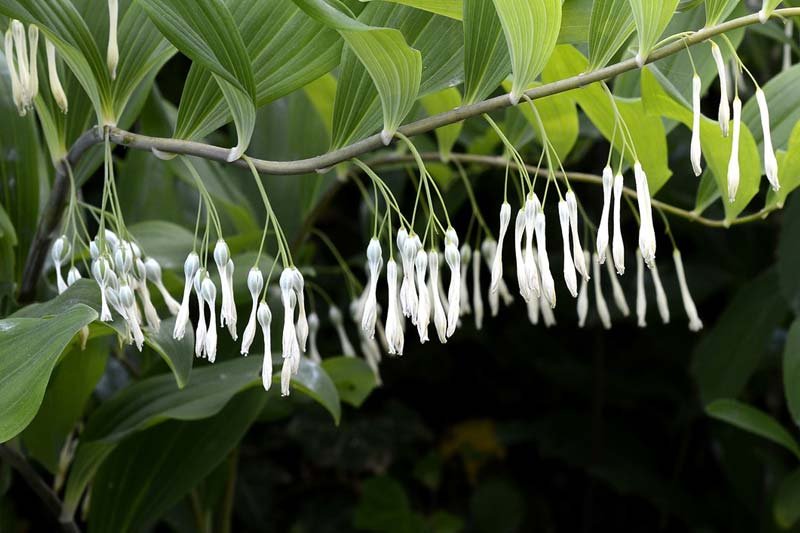 Solomon’s Seal