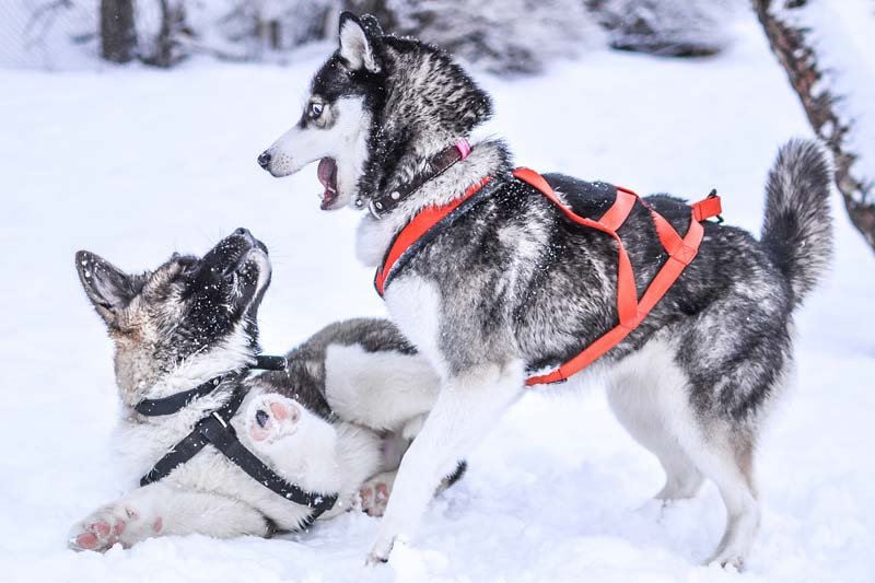The Truth About Using Harness for Your Husky, husky walking harness, best lead to stop husky pulling, dog harness, best leash for husky, harness or collar for husky, how to stop a husky from pulling on walks, best training collar for siberian husky, combination anti-pull and walking harnesses,