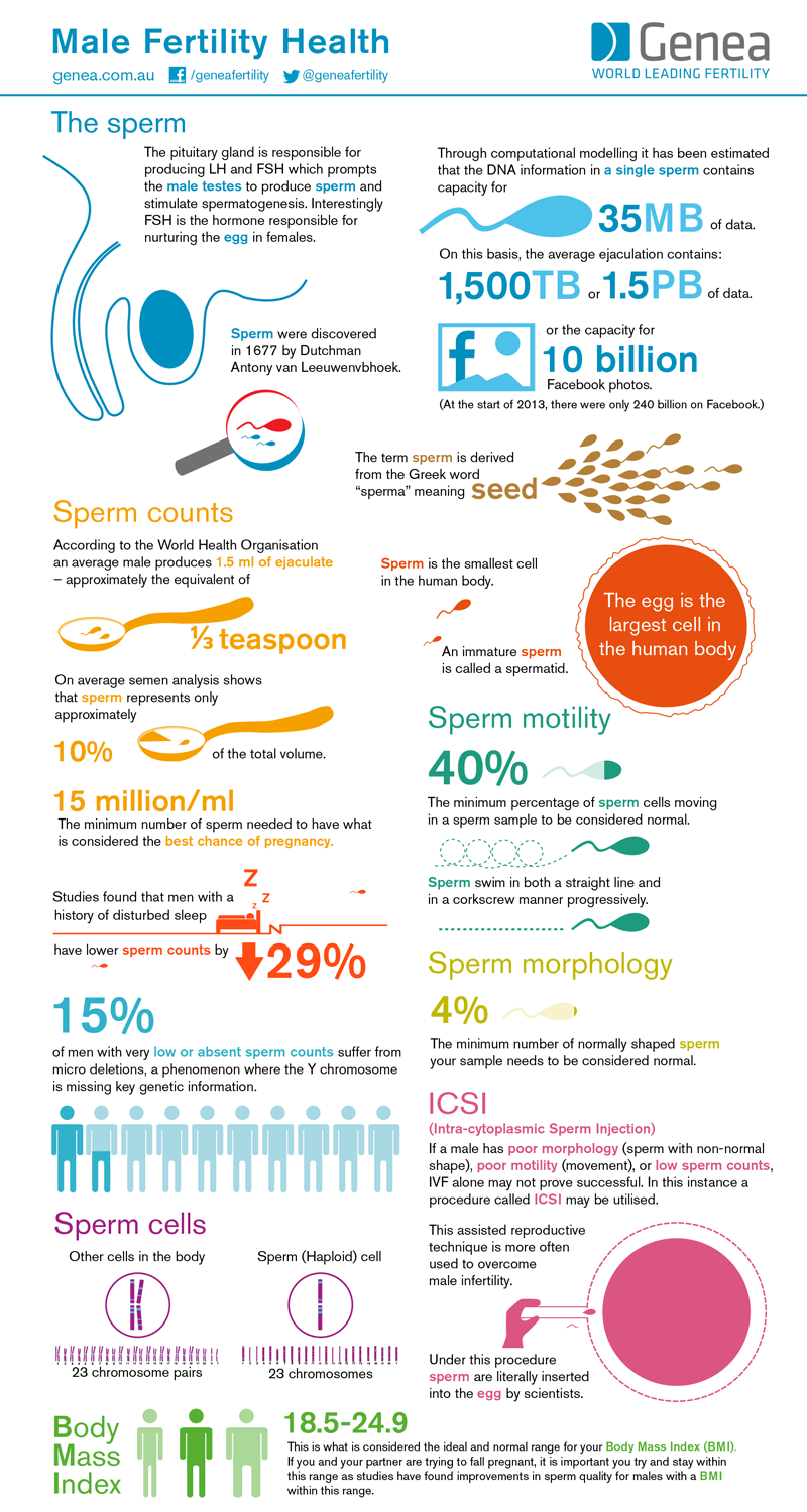 fertility male infographic health facts awareness reproductive system sperm semen infertility female sperms infographics fertile pregnancy benefits visualistan normal debugging