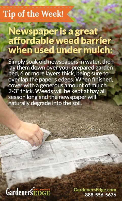 newspaper as weed barrier