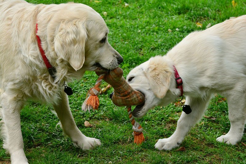 5 Tips to for Buying the Best Puppy Toys
