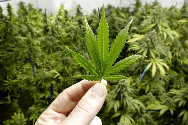 5 Facts About Marijuana That You May Not Know