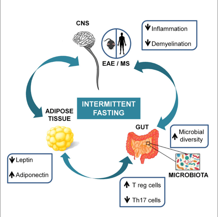 what is Intermittent Fasting