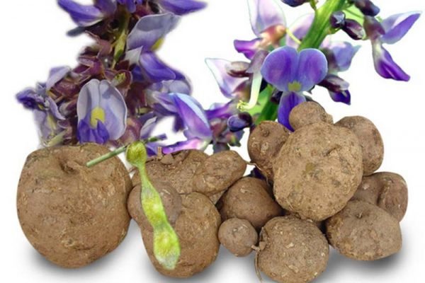 The Ultimate Health Benefits of Pueraria mirifica