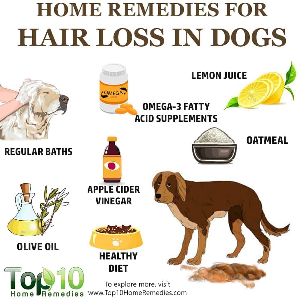 Home Remedies for Hair Loss in Dogs