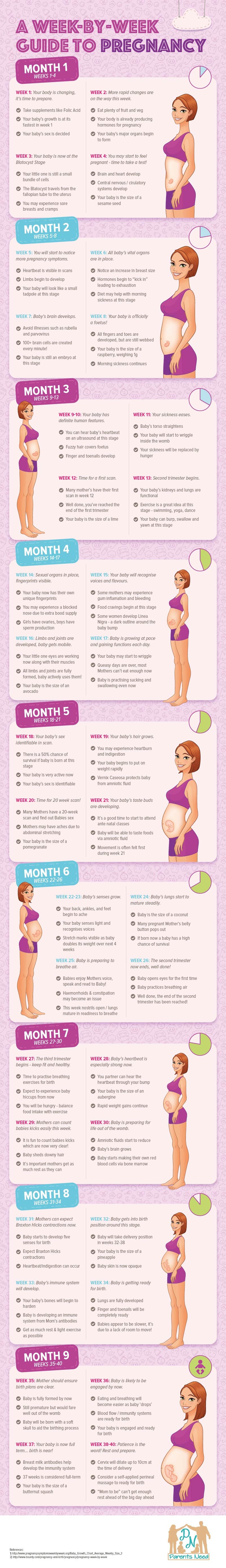 Week by Week Guide to Pregnancy