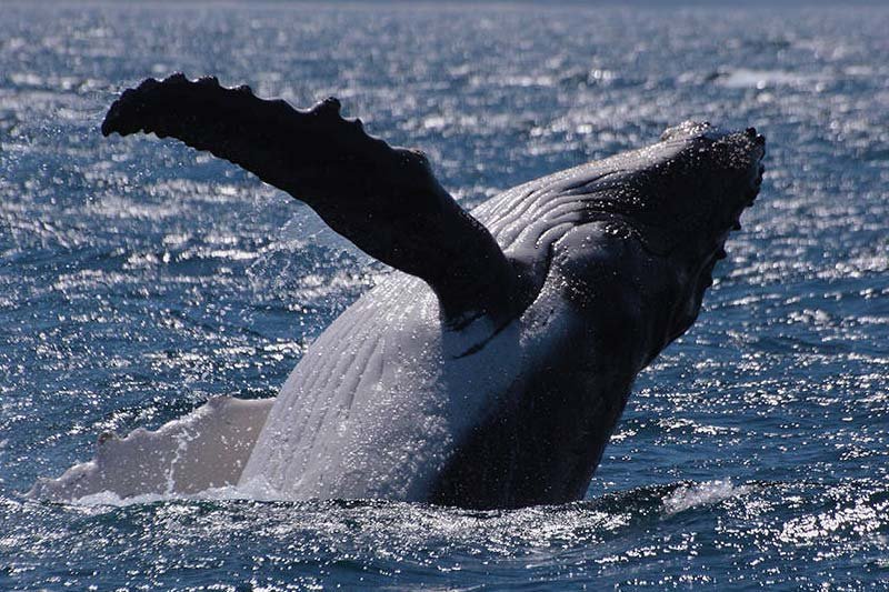 Watch the Migrating Humpback Whales