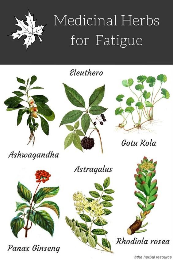 Medicinal Herbs for Fatigue