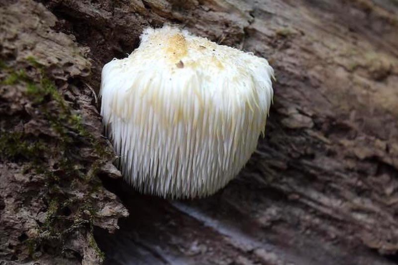 Lion's Mane Mushroom