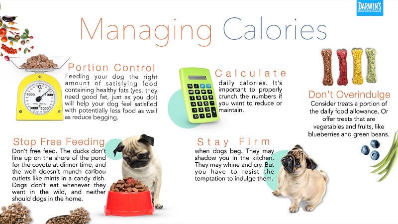 Managing Dog Calories