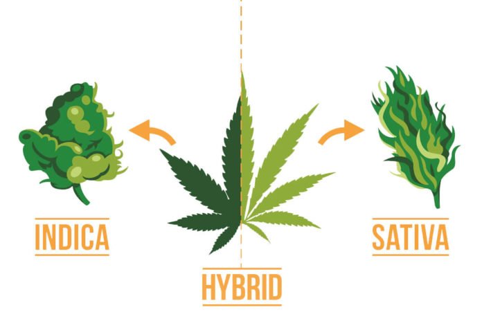 Marijuana Indica Hybrid Sativa