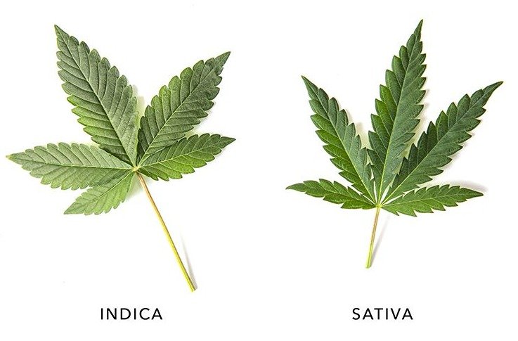 Marijuana Indica Sativa