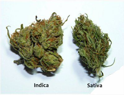 Marijuana Indica Sativa