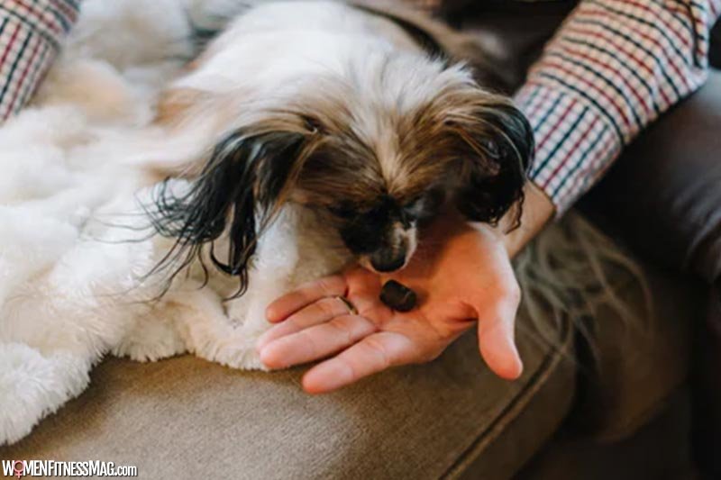 Can CBD Dog Treats Really Help With Pet Anxiety?