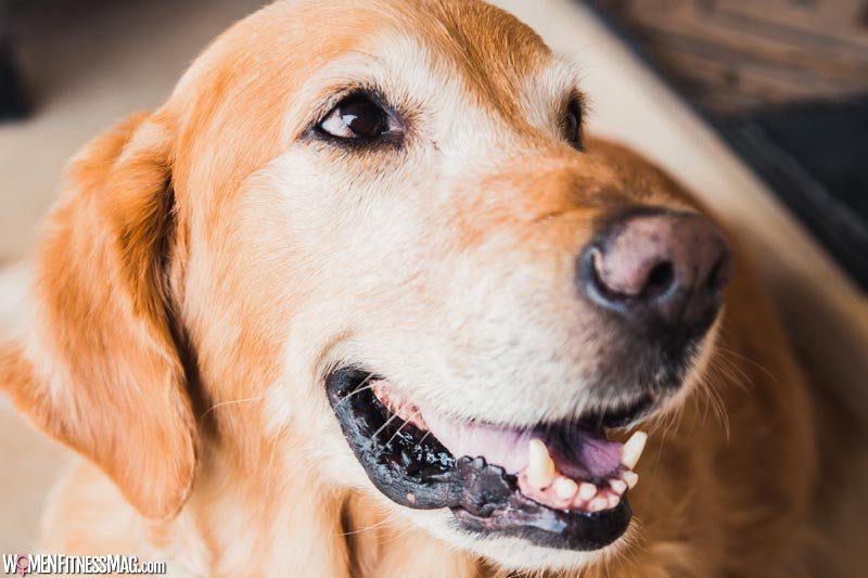 6 Reasons Why You Should Take Care of Your Pet's Teeth