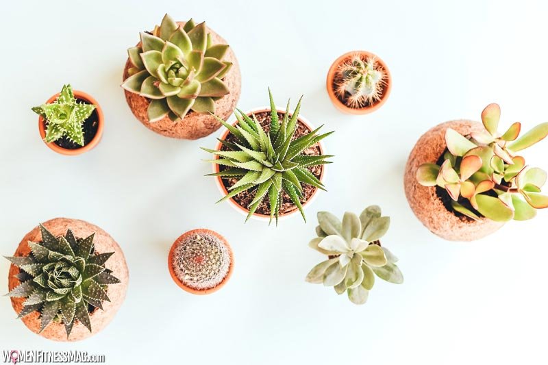 How To Care For Succulents At Home