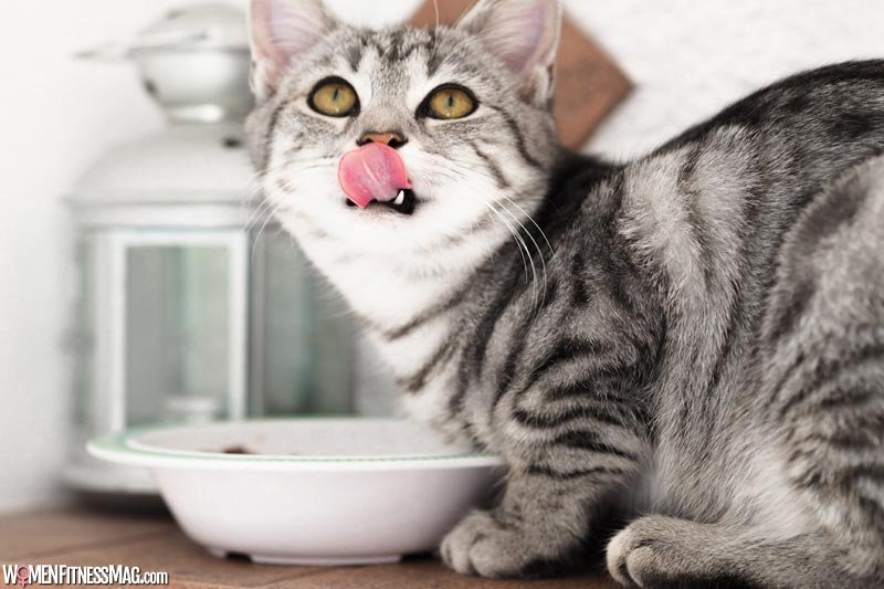 Why Automated Cat Feeder Is A Must To Buy If You Have A Cat In Home?