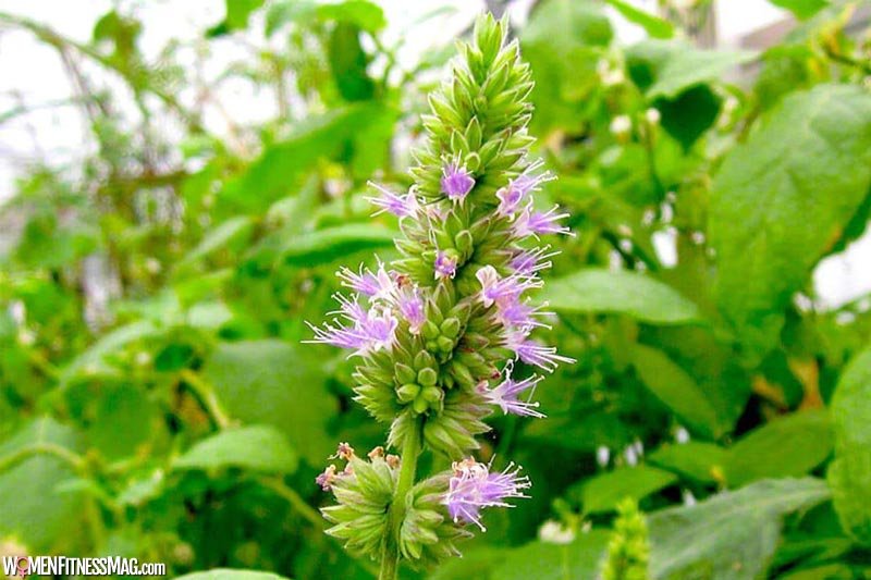 7 Uses of Patchouli Essential Oil You Never Knew About