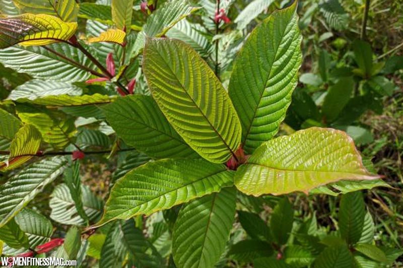 What Is Kratom And Its Benefits