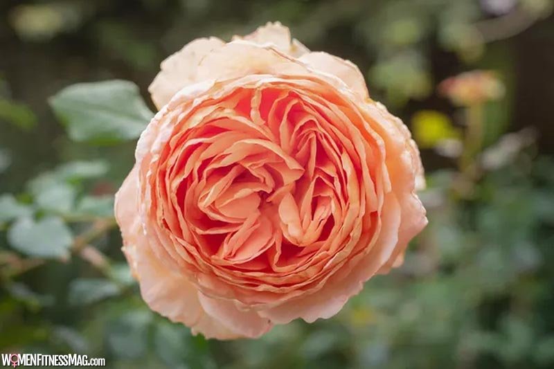 A Cabbage Rose that Knows Its Place Among Fragrant Flowers