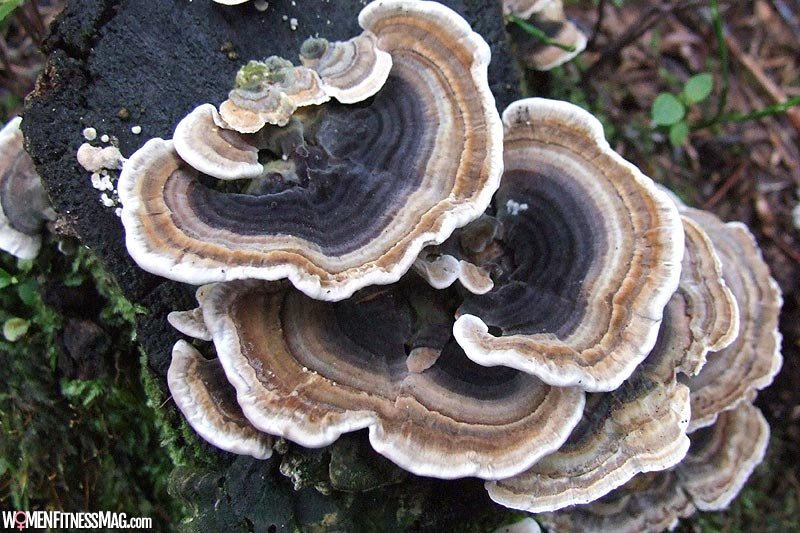 Getting Turkey Tail Mushroom in Australia Benefits Your Immune