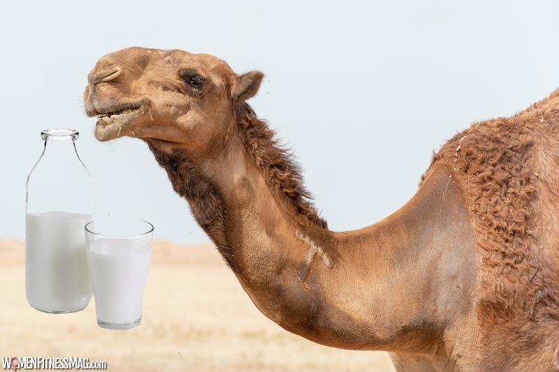 The Surprising Benefits of Drinking Camel Milk