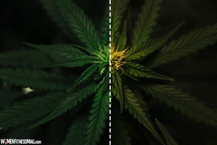 Indica Vs. Sativa - Understanding The Key Differences