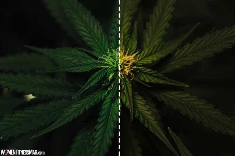 Indica vs. Sativa - Understanding the Key Differences