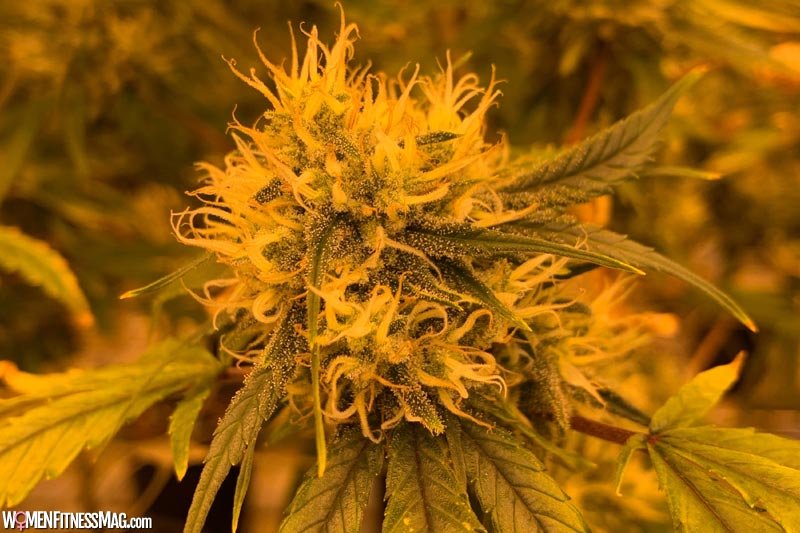 Delta-8 Marijuana: The Right Way to Pick a Delta-8 Flower