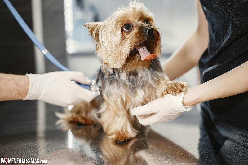 The Rise of Preventive Pet Healthcare: A Comprehensive Guide to Keeping Your Furry Friend Healthy