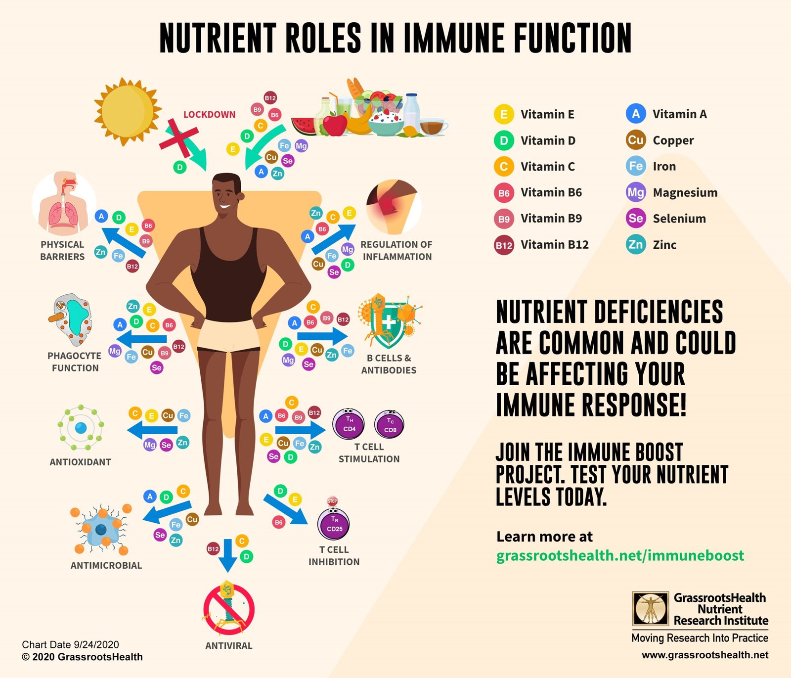 Nutrients roles in Immune Function