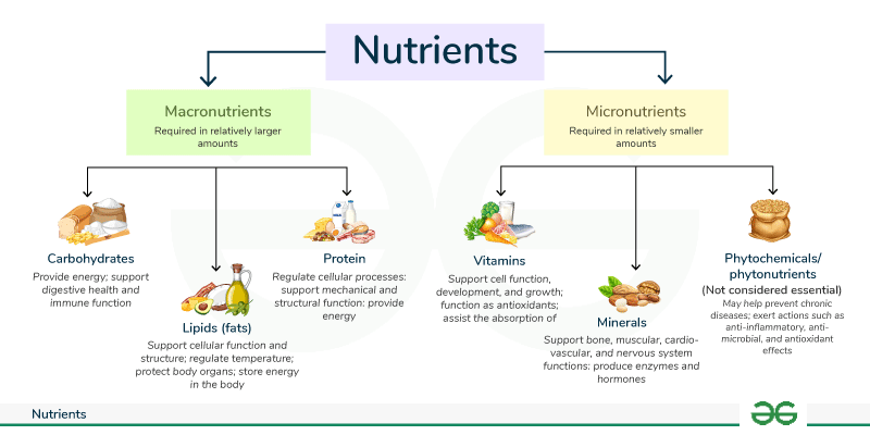 Types and Functions of Nutrients